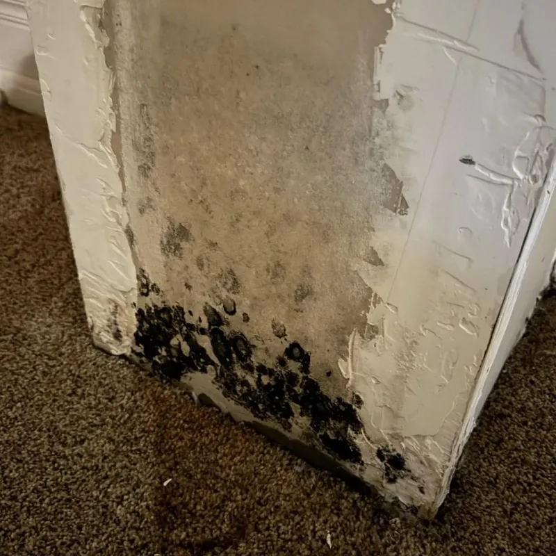 Professional Mold Removal in Bar Nunn, WY